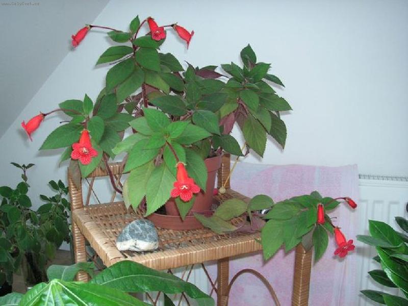 Foto: kohleria